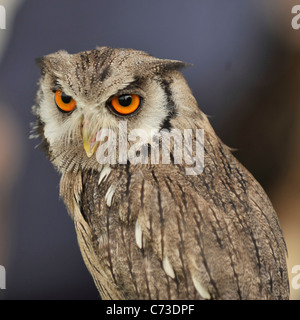 African whiteface owl Stock Photo