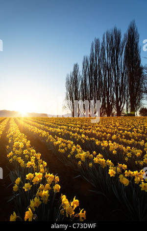 Poplar row and field of yellow daffodils at sunrise, Skagit Valley, Mount Vernon, Skagit County, Washington, USA Stock Photo