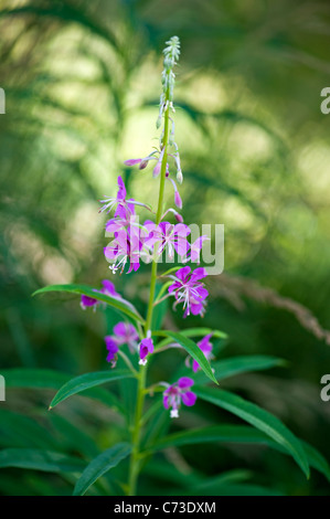 Close-up image of ‘rose-bay willow herb (Epilobium angustifolium)’,purple flowers can also be known as Fireweed. Stock Photo
