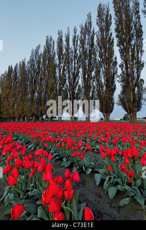 Rows of red tulips, Skagit Valley, Washington, USA Stock Photo