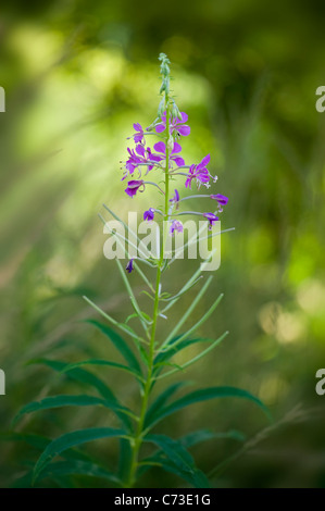 Close-up image of ‘rose-bay willow herb (Epilobium angustifolium)’,purple flowers can also be known as Fireweed. Stock Photo