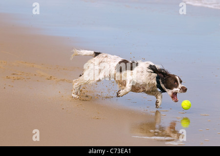English Springer Spaniel chasing ball on beach Stock Photo