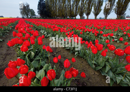 Rows of red tulips, Skagit Valley, Washington, USA Stock Photo