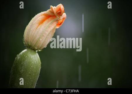 flower of Squash -  Cucurbita pepo var  giromontina Stock Photo