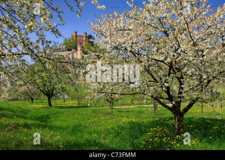 Cherry blossom, Ortenberg castle, near Offenburg, Ortenau region, Black Forest, Baden-Wuerttemberg, Germany Stock Photo