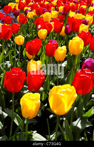 Field of red and yellow tulips, Skagit Valley, Washington, USA Stock Photo