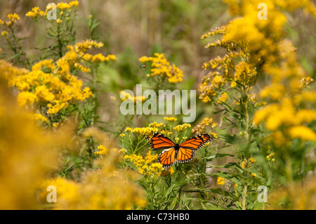 Monarch Butterfly on goldenrod. Stock Photo