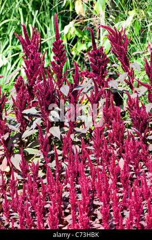 Close-up image of the summer flowering Amaranthus cruentus 'oeschberg' prince's feather 'Oeschberg'  vibrant flowers.