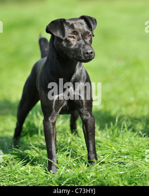 patterdale terrier Stock Photo