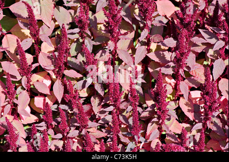 Close-up image of the summer flowering Amaranthus cruentus 'oeschberg' prince's feather 'Oeschberg'  vibrant flowers.