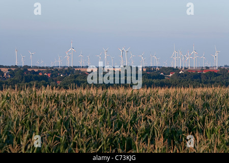 Wind farm beyond cornfields, agricultural landscape, blurred foreground, Saxony-Anhalt, Germany Stock Photo