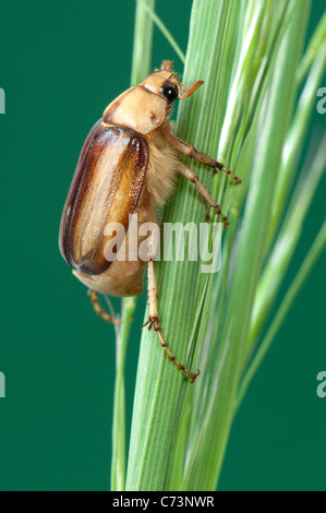 Summer Chafer, European June Beetle (Amphimallon solstitiale). Imago on a grass stalk. Stock Photo