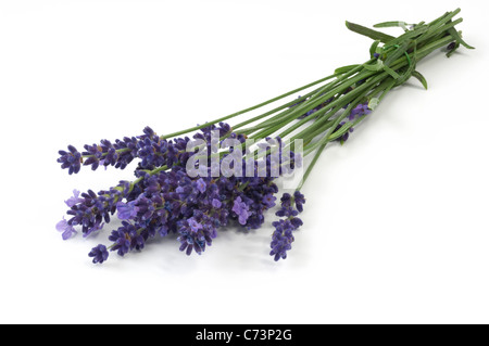 English Lavender (Lavandula angustifolia, Lavandula vera, Lavandula officinalis), flowering stems Stock Photo