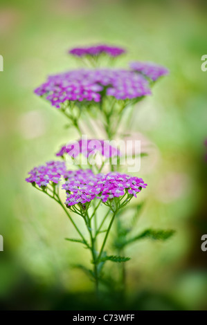 Close-up image of the summer flowering, pink Achillea millefolium 'Pretty Belinda', commonly known as yarrow or common yarrow. Stock Photo