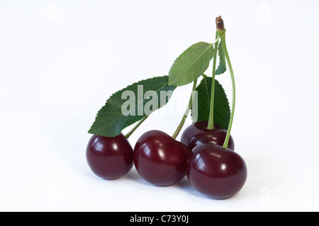Sour Cherry (Prunus cerasus), ripe fruit and leaves. Studio picture against a white background. Stock Photo
