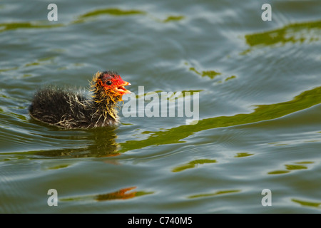 Coot - Young chick Fulica atra Two Tree island Nature Reserve Essex, UK BI020896 Stock Photo