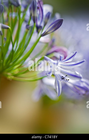 Single Agapanthus praecox - lily of the Nile, Blue Lily, African Lily Stock Photo