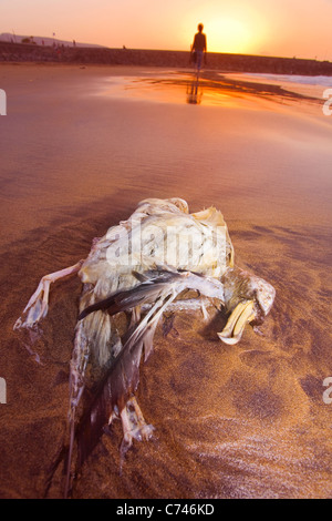 Dead Bulwer's petrel on the beach in Gran Canaria. Stock Photo