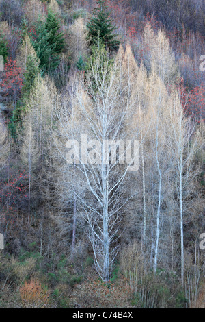 Winter color along the shores of the Arrow River in Arrowtown, New Zealand Stock Photo