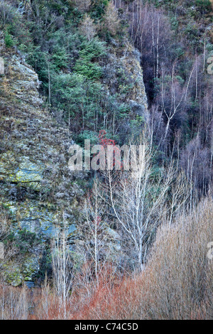 Winter color along the shores of the Arrow River in Arrowtown, New Zealand Stock Photo