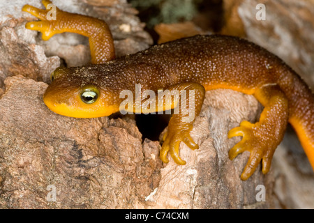 California Newt (Taricha torosa torosa) sits on a tree stump in the dead of winter, Carmel Valley CA. Stock Photo