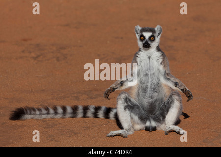 ring-tailed lemur (Lemur catta) warming itself in the morning sun to gain energy, Berenty Reserve, Madagascar Stock Photo