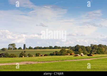 Heard of cattle grazing on Beverley Westwood in late summer with Black Mill in the background Stock Photo
