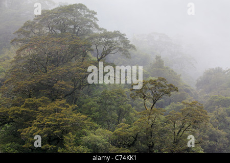 Mist envelopes the Beech forest along the Haast River in Haast Pass, New Zealand Stock Photo