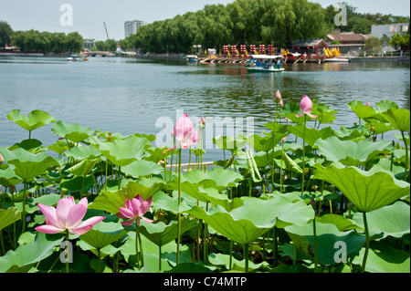 Water Lily and flowers in Hou Hai lake in Beijing Lotus Market Stock Photo