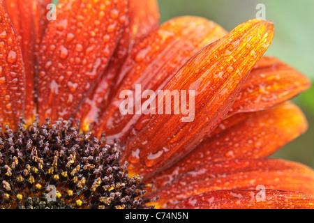 Close up of dew drops on an orange sunflower on a summer morning Stock Photo