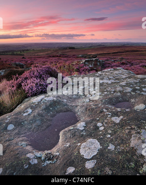 Early morning light on the brightly colored heather of High Crag Ridge and Guise Cliff overlooking Nidderdale Stock Photo