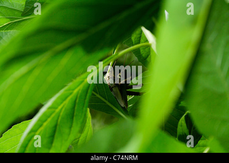 Grasshopper (Coryacris angustipennis), a pair of grasshoppers mating on leaf, seen through the green leaves, Asuncion, Paraguay Stock Photo