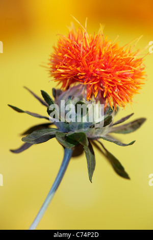 Close up of the head of an orange Safflower in spring Stock Photo