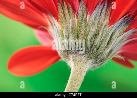 Close up of the stem of a red Chrysanthemum in spring Stock Photo