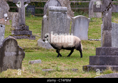 Sheep used to cut grass in St Gregory's Minster grave yard, North Yorkshire, England, UK Stock Photo