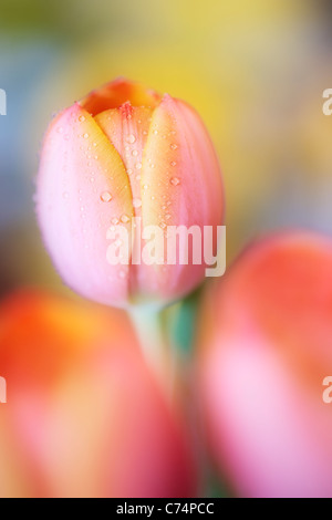 Close up of dew-covered orange tulips in spring Stock Photo