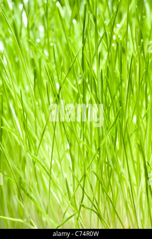 Wet green grass close-up Stock Photo - Alamy