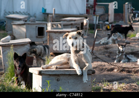 Canines of a dog sled racing team resting at their houses in a kennel in summer near the Hudson Bay town of Churchill, Manitoba, Canada. Stock Photo