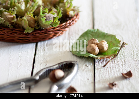 Fresh Unripe Hazelnuts with Nutcracker on White Wood Stock Photo