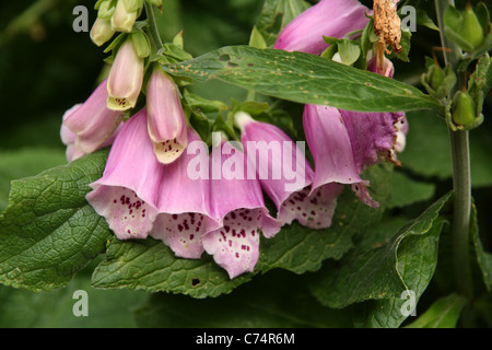 Foxglove flowers (Digitalis) growing in woodland garden near Dunster Castle, Dunster, Exmoor National Park, Somerset, UK. Stock Photo