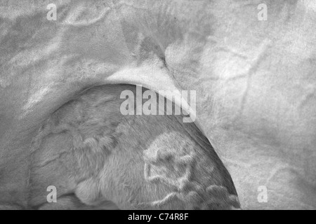 Black and white image of a portion of a bulging blood veined udder and stomach of a cow Stock Photo