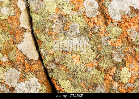 Lichen growing on broken granite rock, Mount Desert Island, Acadia National Park, near Bar Harbor, Maine, USA Stock Photo