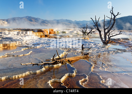 Dead tree on travertine terraces at Mammoth Hot Springs, Yellowstone National Park, Wyoming, USA Stock Photo