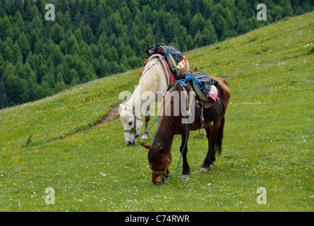 Two horses grazing on grass in Sigunian Shan Nature Reserve. Sichuan, China.