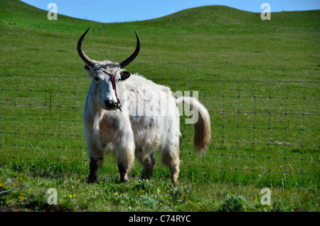 A full grown Tibetan yak in long white hair. Sichuan, China. Stock Photo