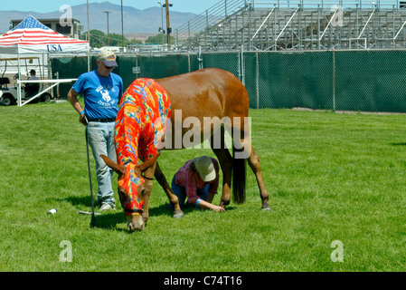 USA, California, Bishop 37th Mule Days, Primping after the bath 2006 Stock Photo