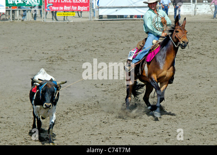 USA, California, Bishop 37th Mule Days, Steer Stopping, Tim Lewis riding 'Grudie' Stock Photo