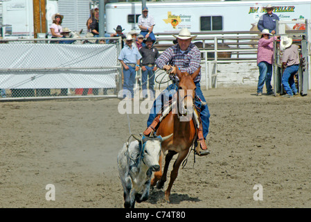 USA, California, Bishop 37th Mule Days, Steer Stopping 2006 Stock Photo
