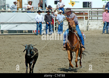 USA, California, Bishop 37th Mule Days, Steer Stopping, David Williams riding 'BJ' 2006 Stock Photo