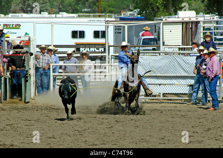 USA, California, Bishop 37th Mule Days, Steer Stopping, Chuck Reid riding 'P'lare' 2006 Stock Photo